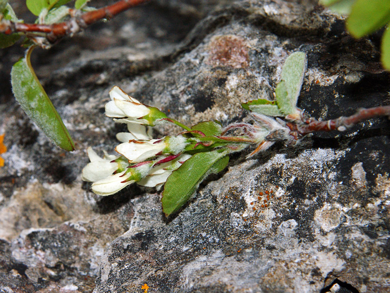 Amelanchier ovalis Medik.